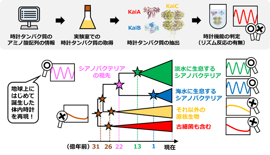 【プレスリリース｜Nature Communications】     
最古の体内時計が日の出を知らせた約22億年前のある日
（秋山グループら）

詳細はこちら↓
ims.ac.jp/news/2025/05/0…