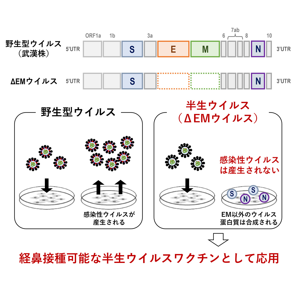 MEDSi)株式会社 メディカル・サイエンス・インターナショナル