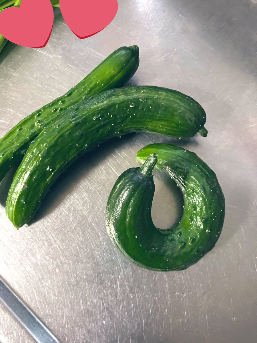 田舎なのでこんなにかわいいきゅうりにも出会える🥒