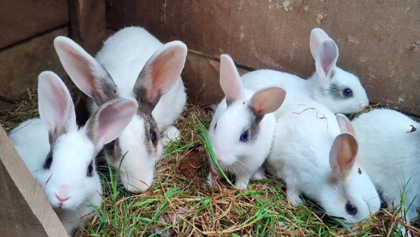 AgriHopper's tweet image. A doe produces 7 kits in 31 days.
If 90% survive to 8 weeks, how many kits per year per doe?
Answer = ?
Hint: Think cycles and survival rate.
#AgriHopper #RabbitMath