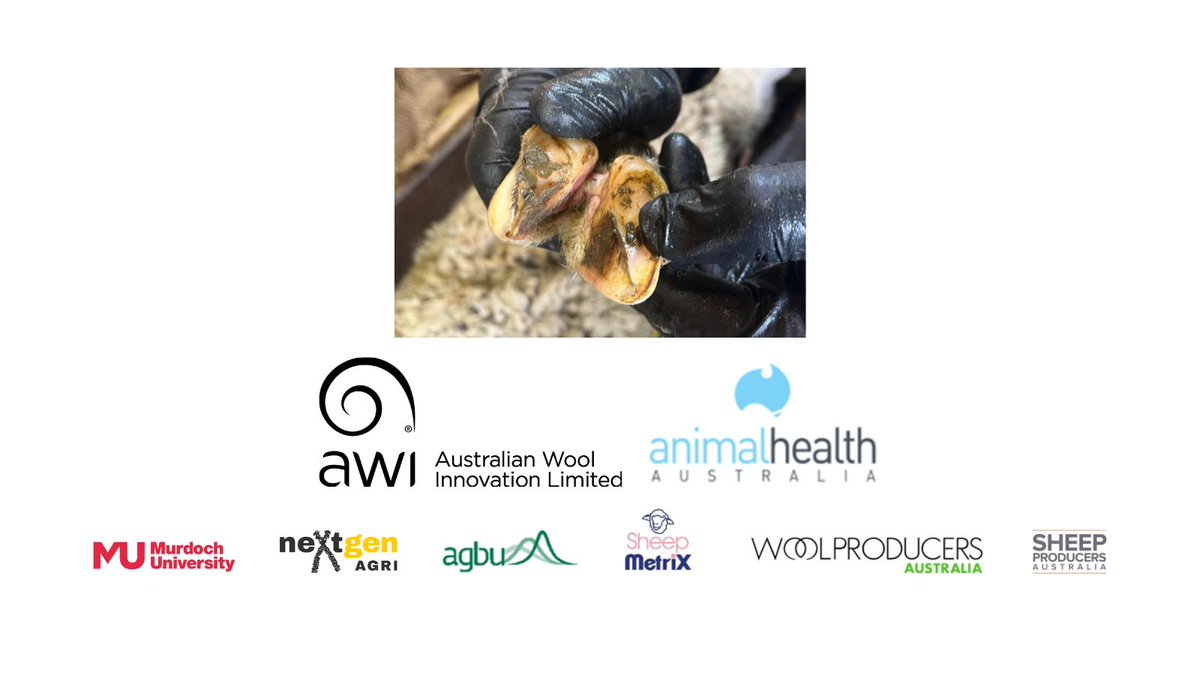 neXtgen Agri Ltd (@nextgenagri) on Twitter photo Australian Merino ram breeders, would you like to evaluate your genetics for foot structure + resistance to OID (aka scald) and footrot? Enter a team of at least 8 cull rams in the cull ram challenge. For more info & a nomination form, contact Amy Lockwood: amy@nextgenagri.com. Australian Merino ram breeders, would you like to evaluate your genetics for foot structure + resistance to OID (aka scald) and footrot? Enter a team of at least 8 cull rams in the cull ram challenge. For more info & a nomination form, contact Amy Lockwood: amy@nextgenagri.com.
