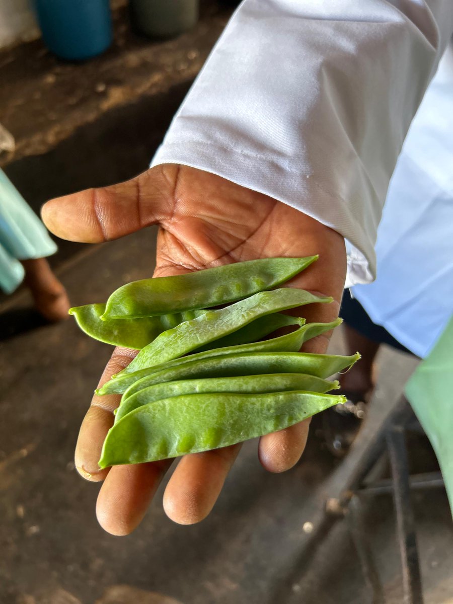 SNV Zimbabwe tweet media