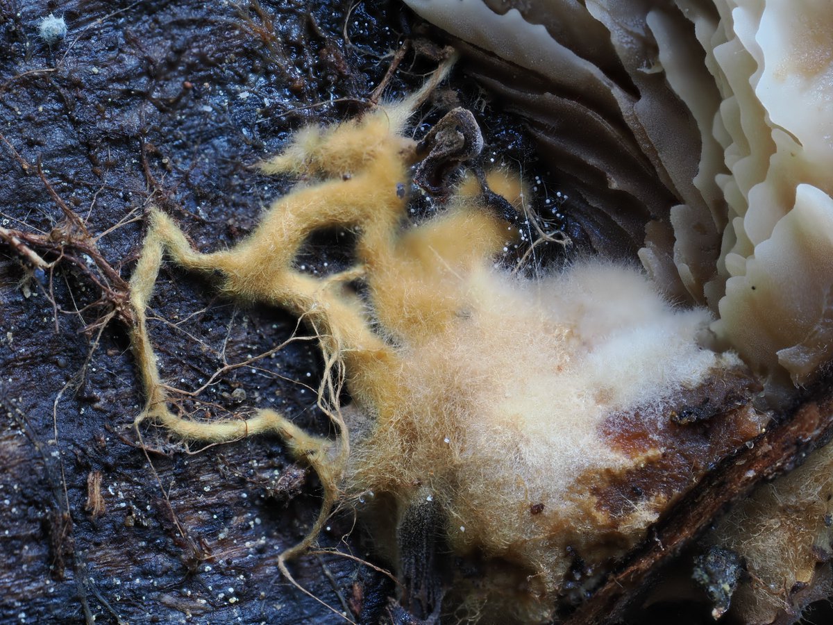 AlanRockefeller's tweet image. Lentinellus montanus with cool rhizomorphic orange mycelium.  Found yesterday at Donner Pass, California, USA.

#fungi #photography