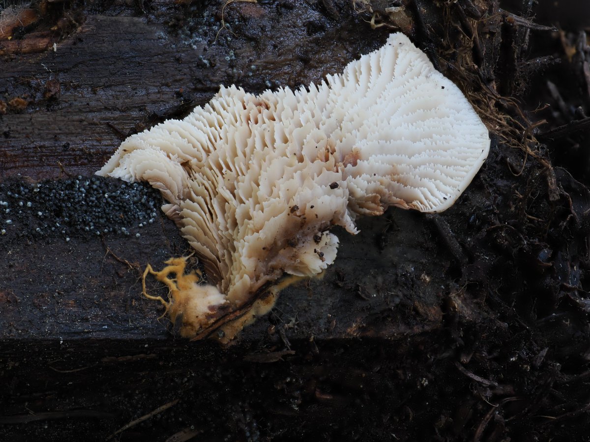 AlanRockefeller's tweet image. Lentinellus montanus with cool rhizomorphic orange mycelium.  Found yesterday at Donner Pass, California, USA.

#fungi #photography