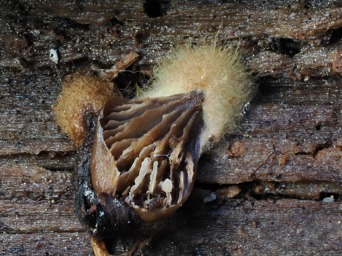 AlanRockefeller's tweet image. Lentinellus montanus with cool rhizomorphic orange mycelium.  Found yesterday at Donner Pass, California, USA.

#fungi #photography