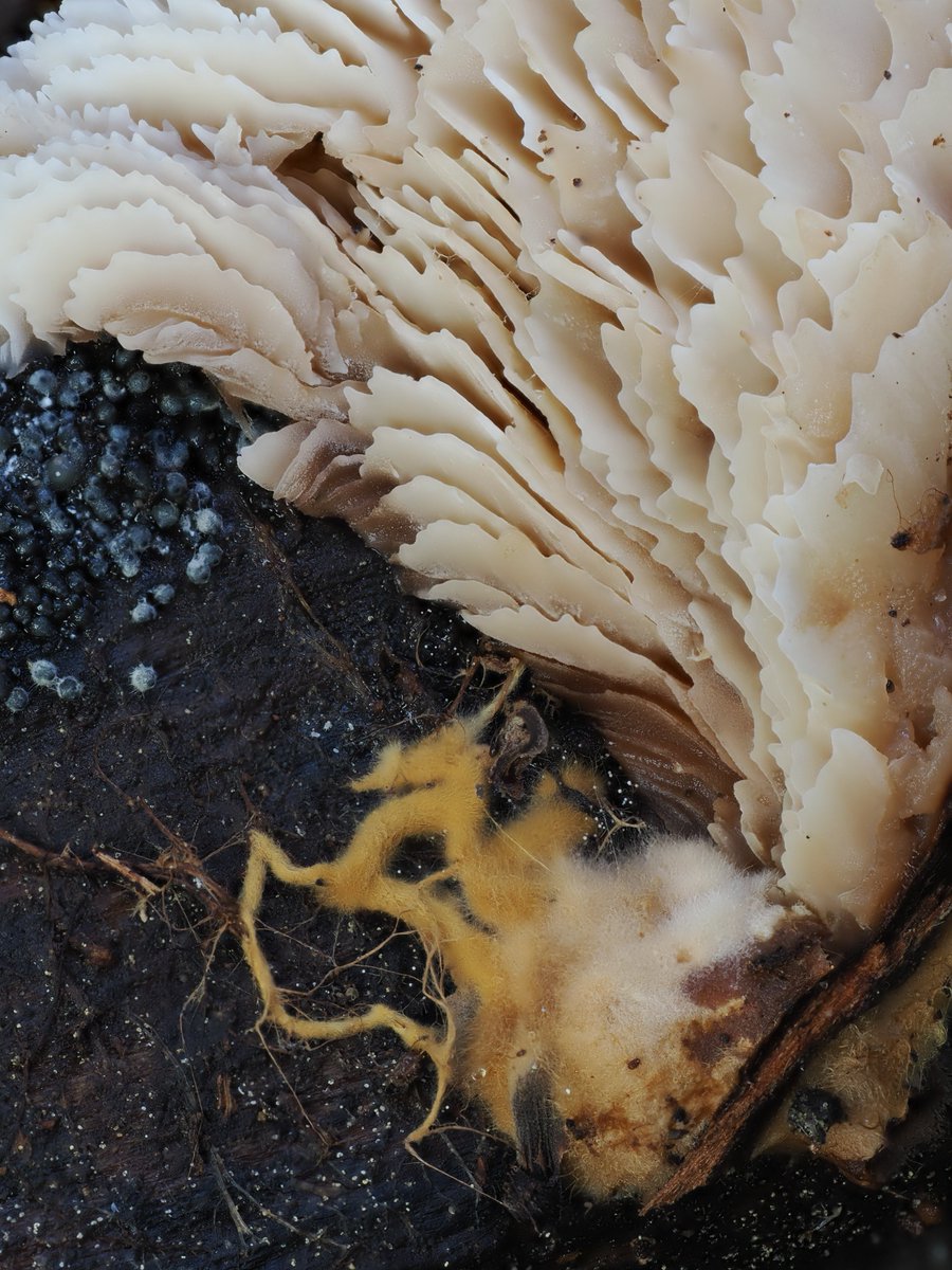 AlanRockefeller's tweet image. Lentinellus montanus with cool rhizomorphic orange mycelium.  Found yesterday at Donner Pass, California, USA.

#fungi #photography