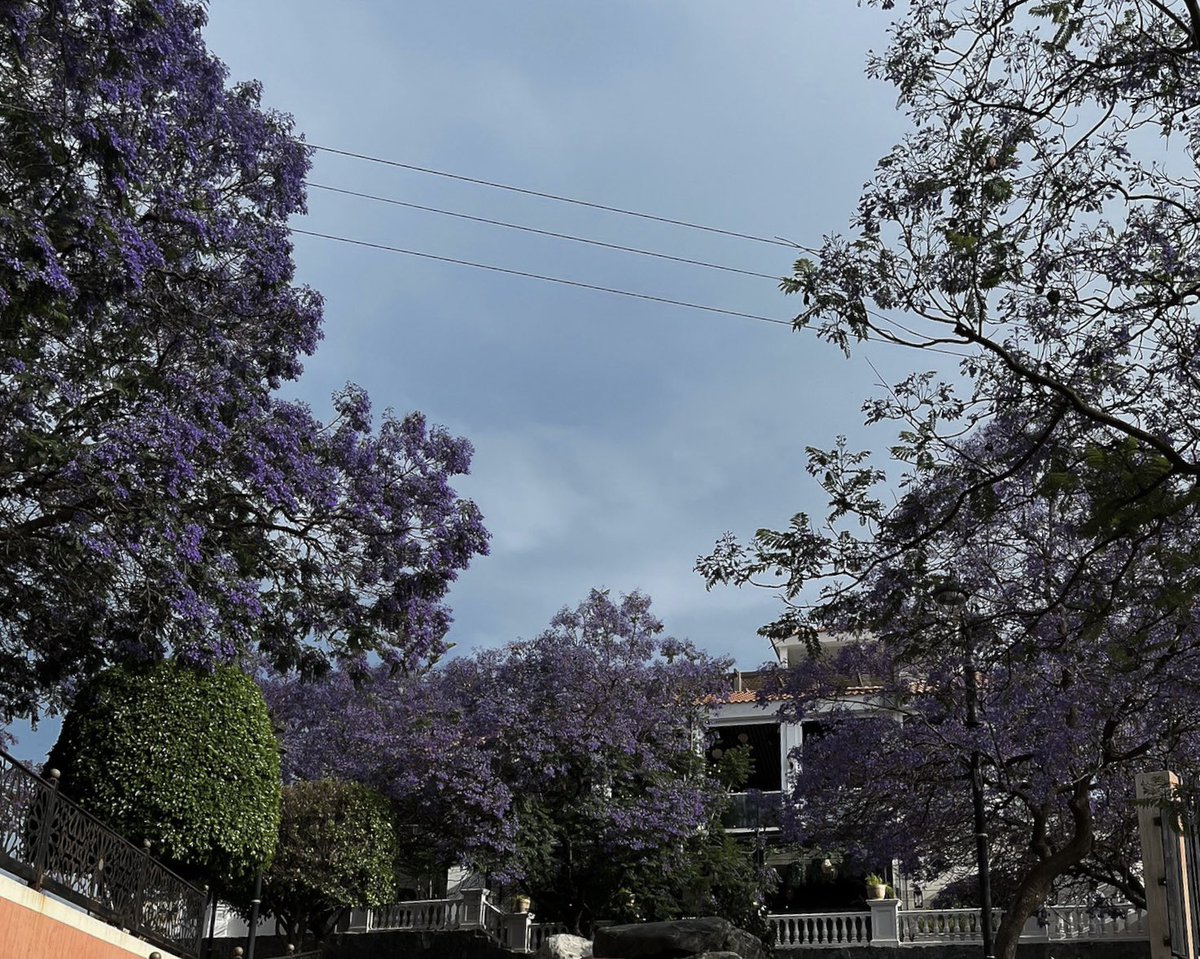 علاقة حُب لامشروط مع الشجر واي مكان اشوف فيه شجر لا إرادي تجرني خطواتي له💘