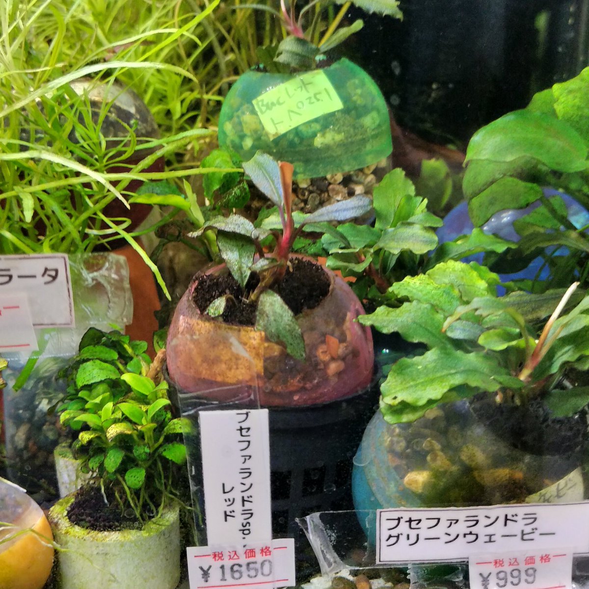 ブセファランドラsp. レッドで入荷したブセファランドラ、何がレッド