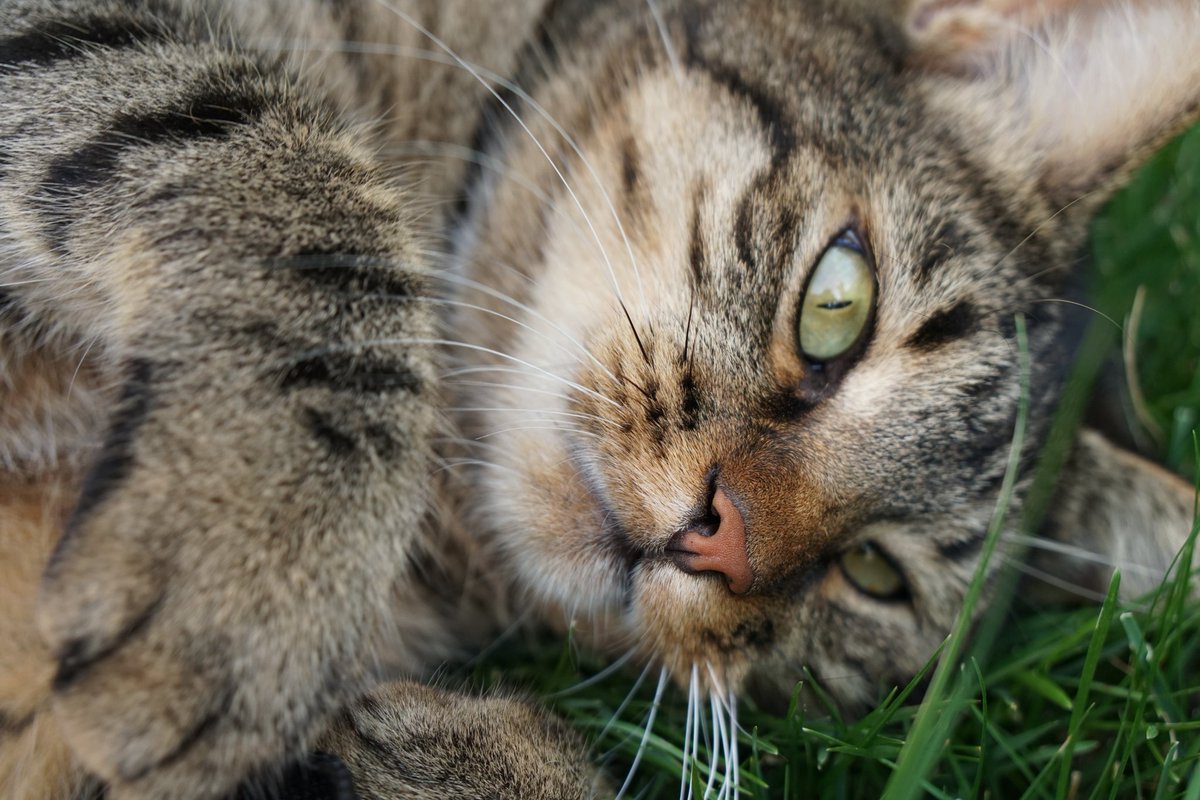 Going through some photos of Rocky and my heart is broken all over again