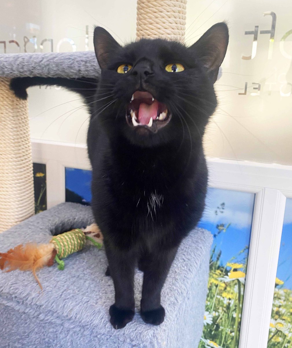 TheCatHotel's tweet photo. Did you know that a cat can make up to 100 different sounds? They primarily meow to communicate with humans and the way a cat meows can convey many different emotions, such as happiness or excitement. #CatBehavior #CatEmotions https://t.co/tyNqwEPIn2