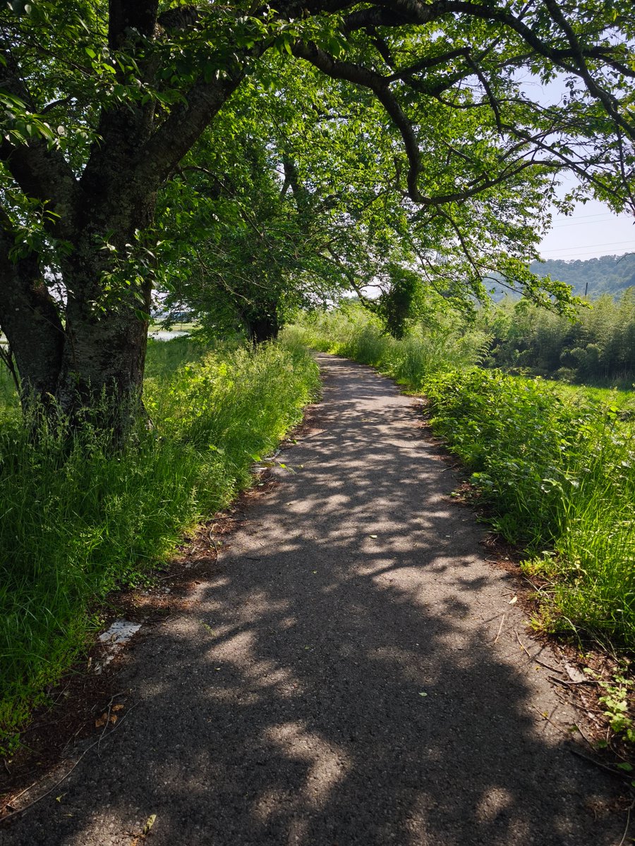 会社サボったのでお散歩。

一ヶ月前は桜やったけど今はすっかり夏の装い🧐
