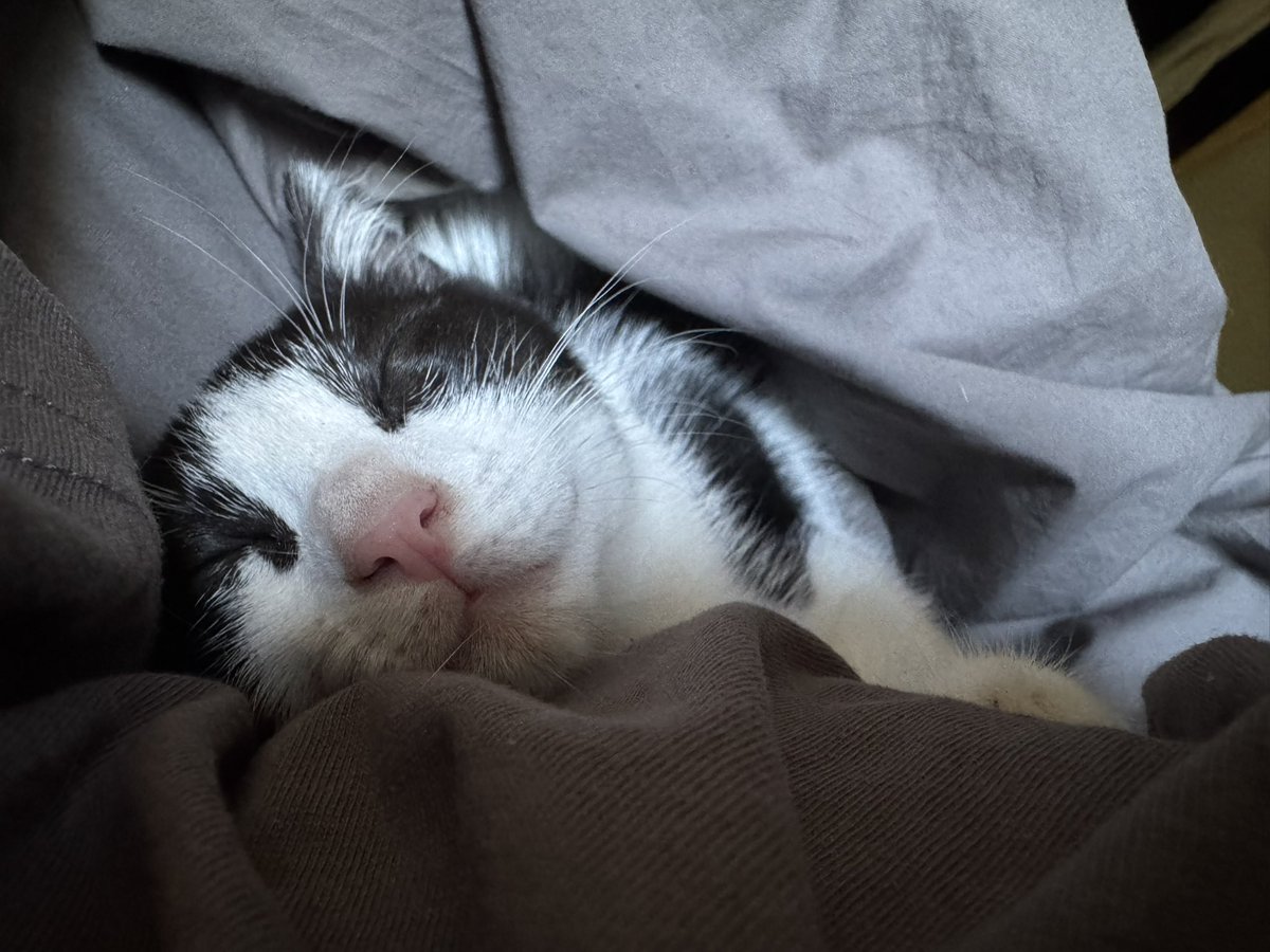 Je suis malade donc impossible de dormir mais au moins j’ai un support émotionnel au top 👌