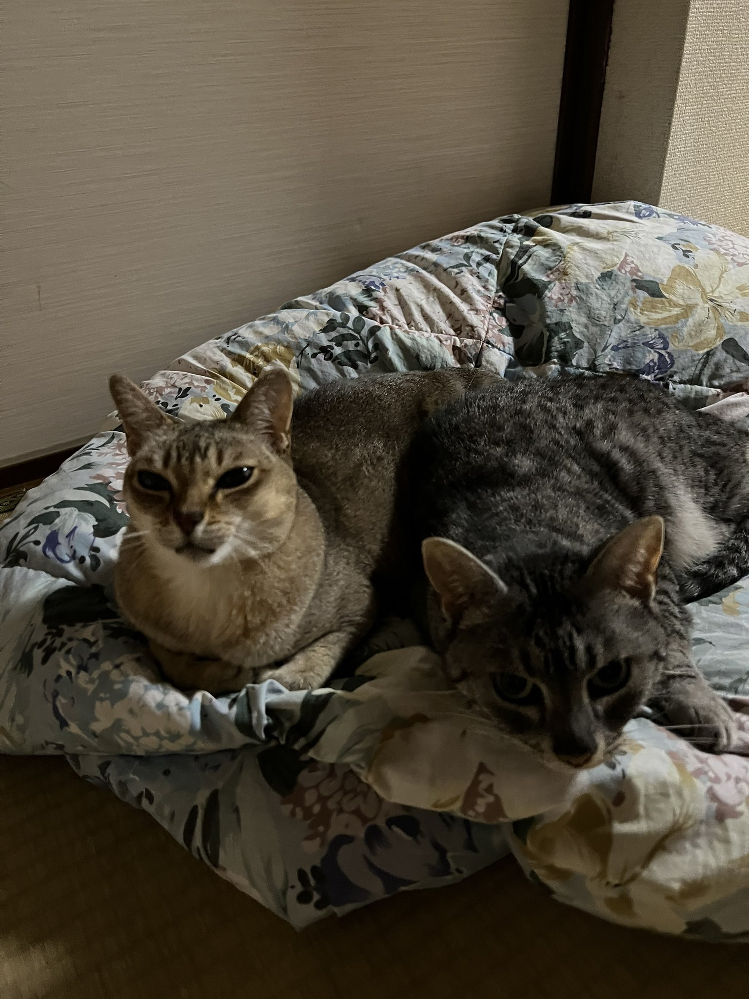 子猫の遊び場」 by ハル｜Artmeter｜暮らしを彩るアートが