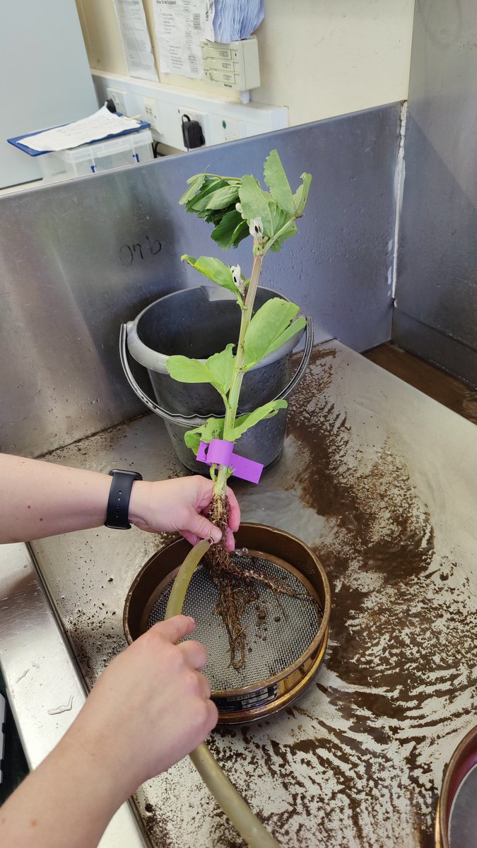 EithneBrowne's tweet image. 2025 @Root2Res Faba shovelomics with the @PlantEcoHutton team has kicked off, we&apos;ll be taking some #rhizosphere soil and #roots back to our lab @Soilmicrobio for nutrient cycling and microbial community analysis 🫘 🧬 always great to work with this crew.