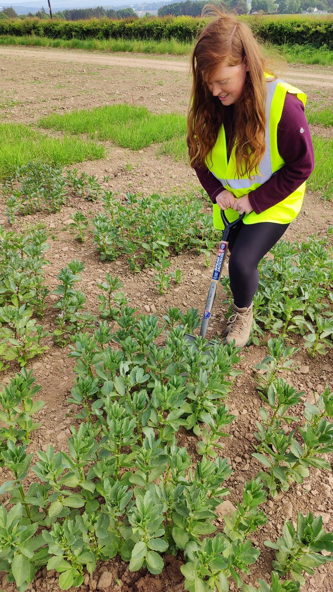 EithneBrowne's tweet image. 2025 @Root2Res Faba shovelomics with the @PlantEcoHutton team has kicked off, we&apos;ll be taking some #rhizosphere soil and #roots back to our lab @Soilmicrobio for nutrient cycling and microbial community analysis 🫘 🧬 always great to work with this crew.