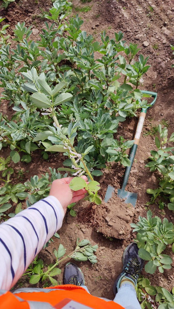EithneBrowne's tweet image. 2025 @Root2Res Faba shovelomics with the @PlantEcoHutton team has kicked off, we&apos;ll be taking some #rhizosphere soil and #roots back to our lab @Soilmicrobio for nutrient cycling and microbial community analysis 🫘 🧬 always great to work with this crew.