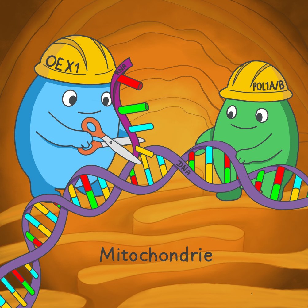 CNRS_IBMP (@cnrs_ibmp) on Twitter photo 🔬 New study from José Gualberto’s team in <a href="/ThePlantCell/">The Plant Cell</a> reveals how OEX1 safeguards mitochondrial DNA in Arabidopsis thaliana. This all-purpose nuclease is key to genome stability and plant fertility.
👉 doi.org/10.1093/plcell…
#PlantScience #Mitochondria #Arabidopsis 🔬 New study from José Gualberto’s team in <a href="/ThePlantCell/">The Plant Cell</a> reveals how OEX1 safeguards mitochondrial DNA in Arabidopsis thaliana. This all-purpose nuclease is key to genome stability and plant fertility.
👉 doi.org/10.1093/plcell…
#PlantScience #Mitochondria #Arabidopsis