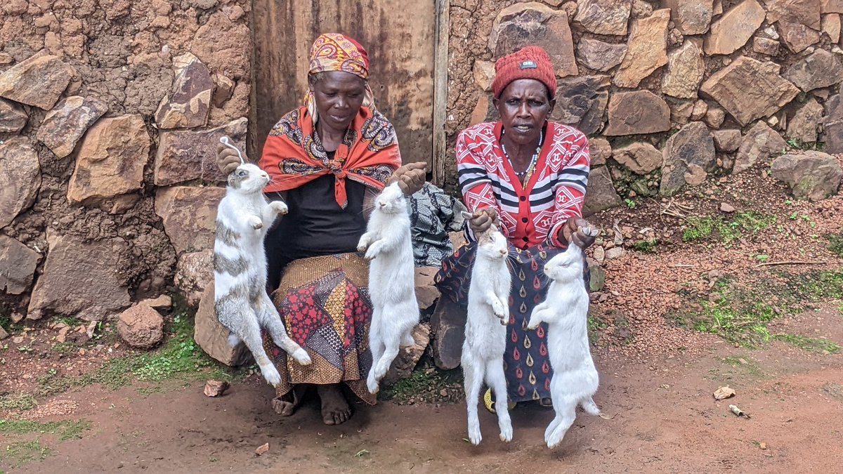 Camarade NKURUNZIZA (@camarade_1) on Twitter photo As a <a href="/CorpsAfricaRda/">CorpsAfrica/Rwanda</a> Volunteer, I’m inspired by my community member from <a href="/rulindodistrict/">Rulindo District</a> who bought a rabbit for 5,000 Rwf from her savings. She's on track to buy own pigs.Empowered Communities can develop themselves by using little they have to achieve more.
#ThisIsCorpsAfrica As a <a href="/CorpsAfricaRda/">CorpsAfrica/Rwanda</a> Volunteer, I’m inspired by my community member from <a href="/rulindodistrict/">Rulindo District</a> who bought a rabbit for 5,000 Rwf from her savings. She's on track to buy own pigs.Empowered Communities can develop themselves by using little they have to achieve more.
#ThisIsCorpsAfrica