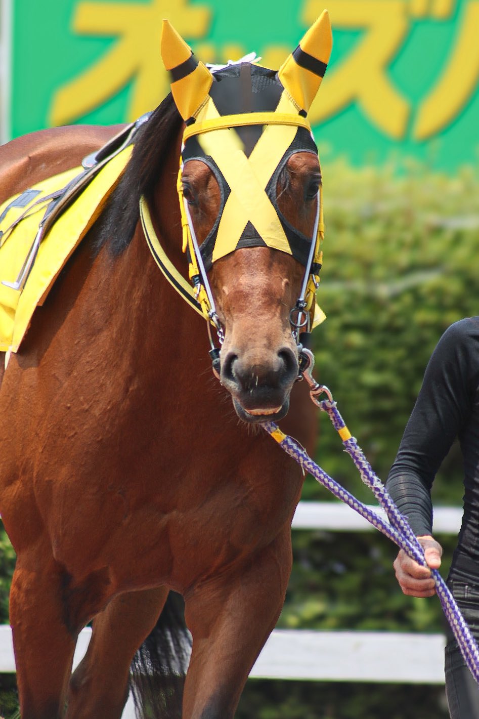 サトノダイヤモンド 新馬戦〜天皇賞・春 ２歳から４歳国内全１０戦現地単勝馬券 サトノダイヤモンド 新馬戦〜天皇賞・春2歳から4歳国内全10