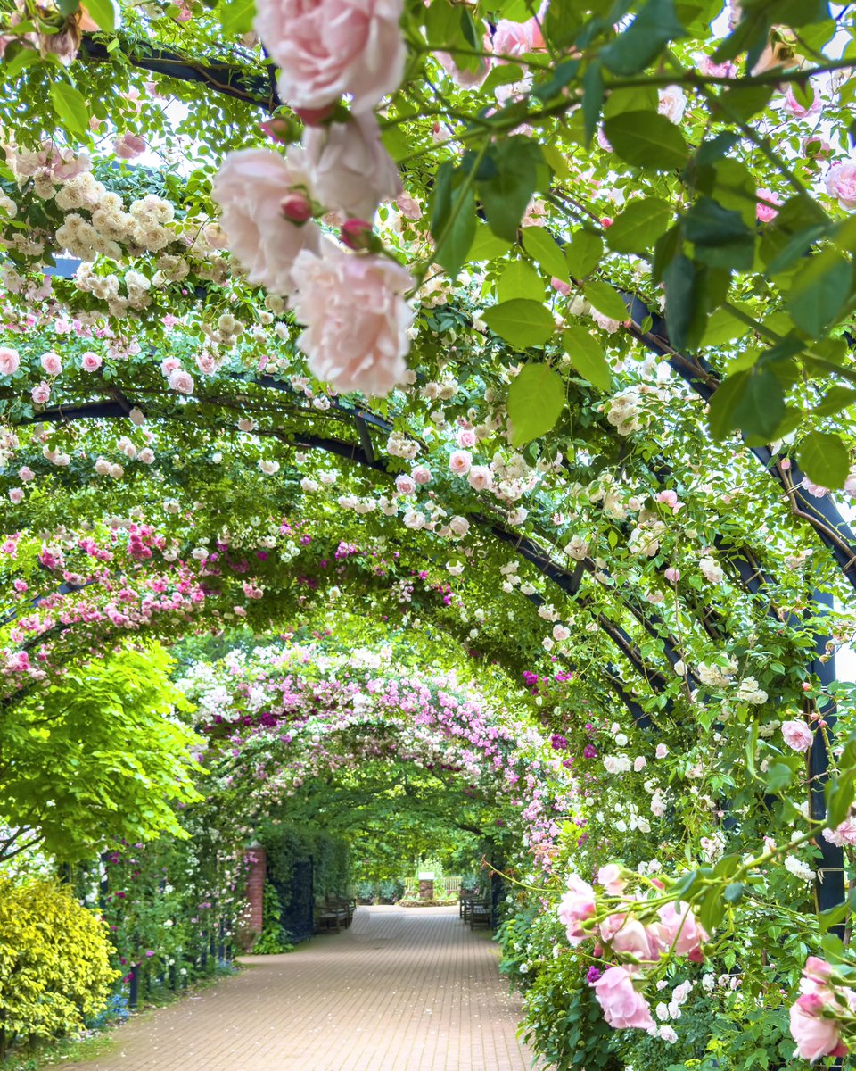 yokohama_eg's tweet image. 無数のバラが大アーチを縁取る、夢のような「ローズトンネル」は満開です！  入口からおよそ50ｍにわたりバラを這わせた大型アーチが連なる「ローズトンネル」には、ピンク、紫、白、赤など様々な花が頭上を埋め尽くしています。