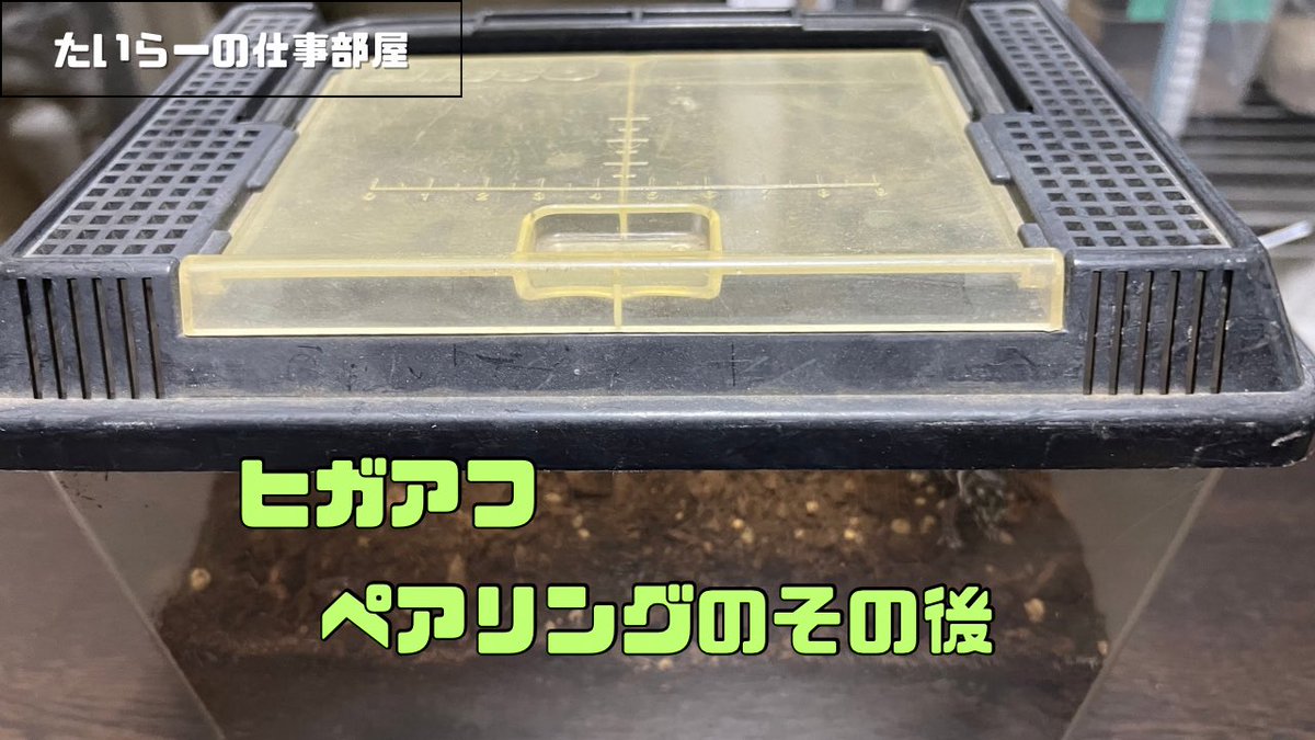 たいらー tweet media