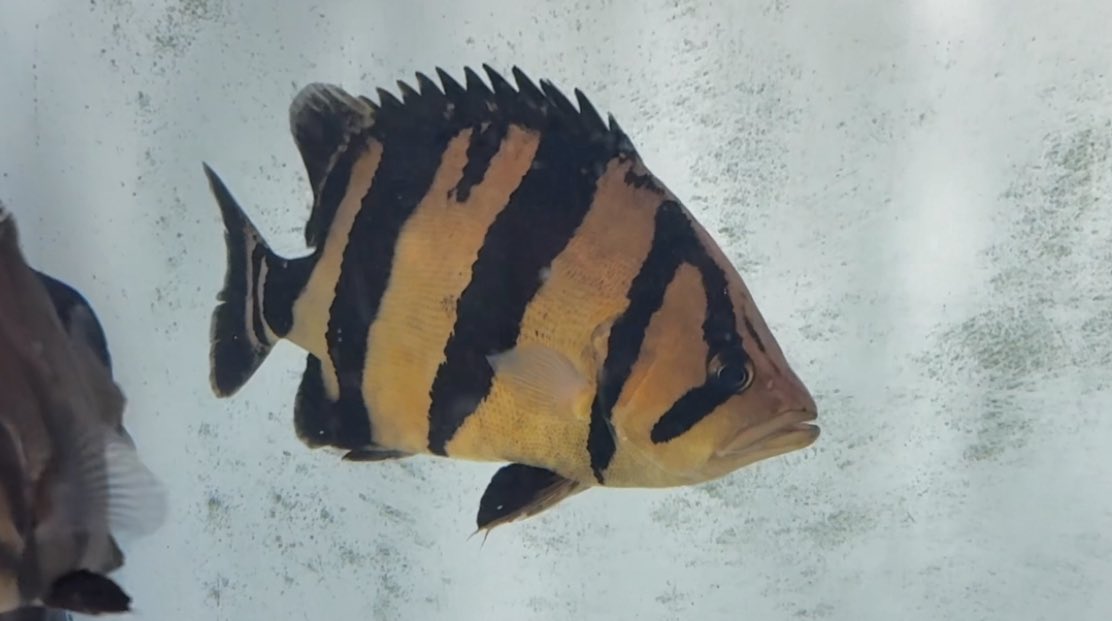 前回UPしたシャムタイガー関東のお客様にご成約頂きました！

非常にセンターバンドが太く、ハイボディ👍

顔つき、クチバシ、ミドルサイズらしい風格ある1匹です！

エナメル袋にて厳重梱包で発送させて頂きました！

そして、実はこの子で、レイス通算シャムタイガー販売数100匹目でした🎊