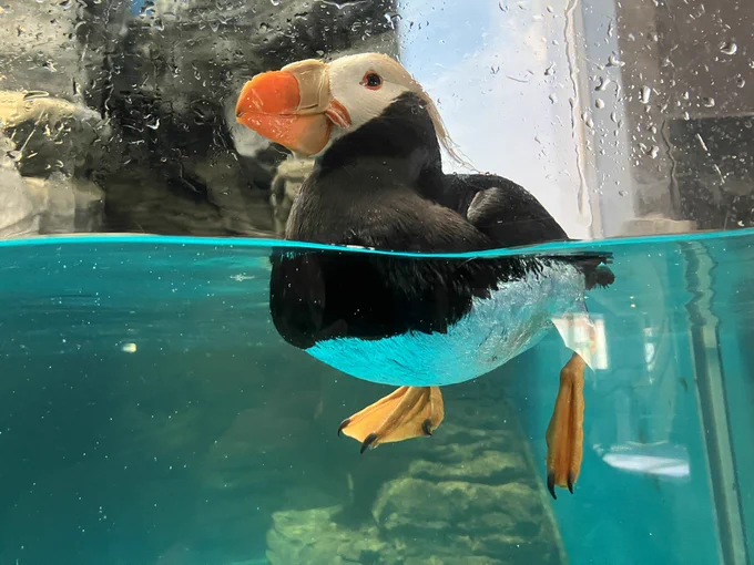 大洗水族館好きポインツ ①シャークウォッチング 餌を食べるのが見られます。みんなおとなしい。 ②サラワクスウェルシャーク ガラスのような透け透け卵。国内初展示らしい。 ③エトピリカ 水中で羽ばたく姿も、水面でぷかぷかしてる姿もずっと見ていられる。 ④温帯海域のサメ水槽 必見…!