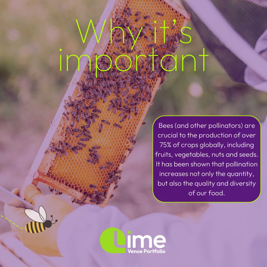 🐝It's World Bee Day!🐝

World Bee Day is endorsed by the UN to highlight the essential contribution that bees and other pollinators make in keeping people and the planet healthy.

Find out more about how our venues support the bees: bit.ly/4mGIlMz