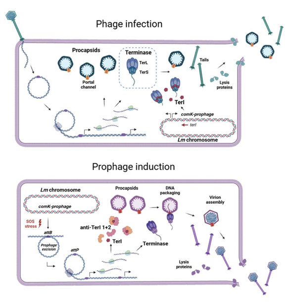 preLights (@prelights) on Twitter photo Defence mechanism inception!
Listeria prophages protect their host bacteria with anti-phage systems, leaving them susceptible to their own defence systems-surprisingly, an evolutionary advantage!
#preLight: Briana Guzman & Noah Franz <a href="/ImmunobiologyUA/">UAZImmunobiology</a> ⬇️
prelights.biologists.com/highlights/a-p… Defence mechanism inception!
Listeria prophages protect their host bacteria with anti-phage systems, leaving them susceptible to their own defence systems-surprisingly, an evolutionary advantage!
#preLight: Briana Guzman & Noah Franz <a href="/ImmunobiologyUA/">UAZImmunobiology</a> ⬇️
prelights.biologists.com/highlights/a-p…