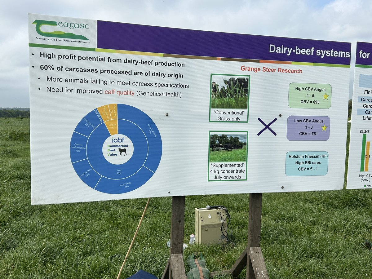 Dairy-beef systems: “High profit potential” from dairy-beef production