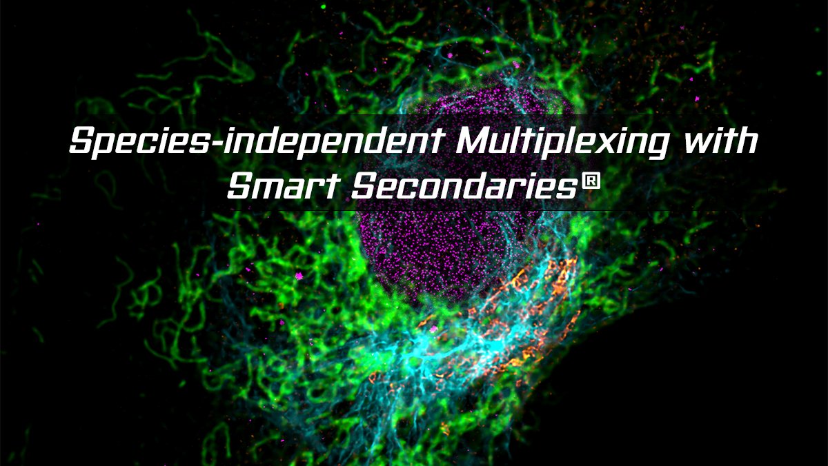 🔬 Small size, big impact – <a href="/Abberior/">Abberior</a>  STAR dyes meet Smart Secondaries® from NanoTag Biotechnologies <a href="/_NanoTag_/">NanoTag</a>  

At <a href="/Abberior/">Abberior</a> , we’ve spent over a decade advancing STED microscopy — but even the brightest dyes are only as effective as their ability to reach the target. That’s