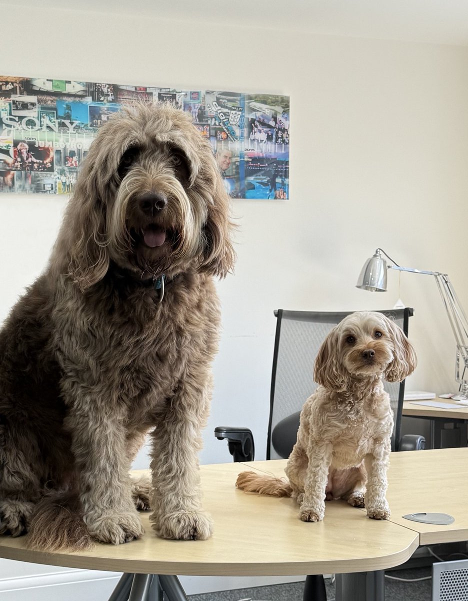 digiLED_'s tweet image. Acting CEO and COO for the day 😉

A couple of team members got very comfy in the boss’s office today.

#TeamDay #digiLED #CEO #COO