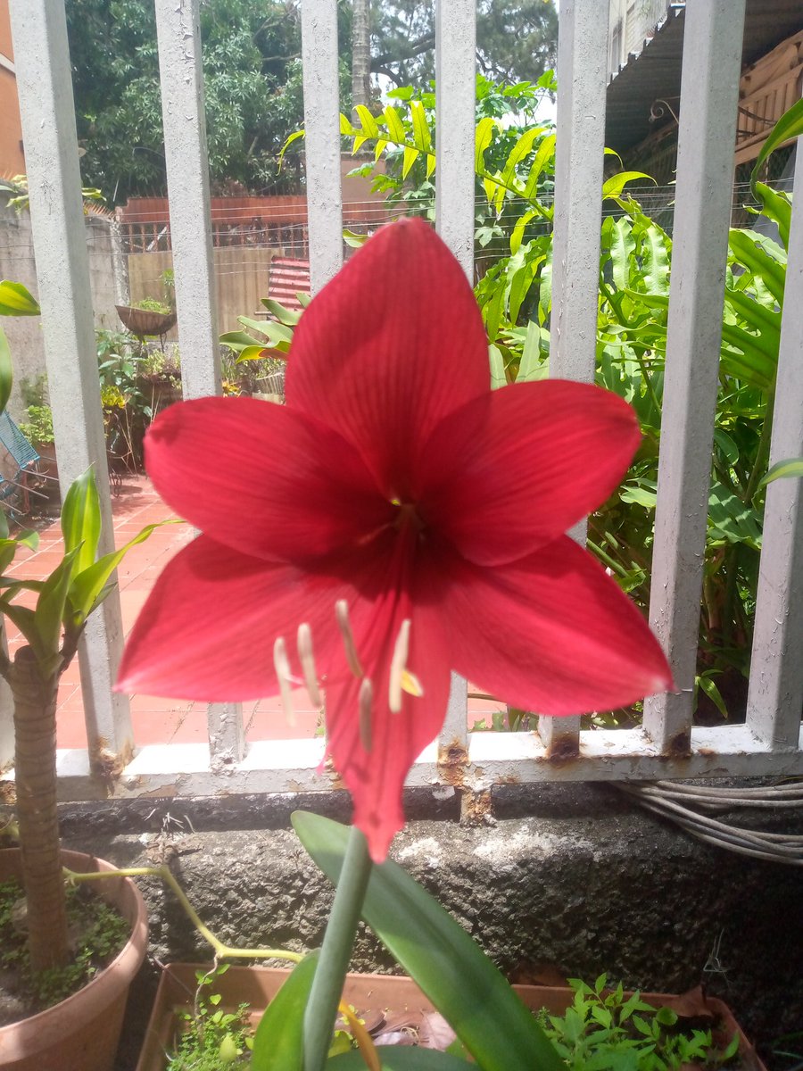 Buen buen día mi gente!!! Después de un buen ☕arrancamos con mucha energía este maravillo día q al parecer será de lluvias, pásalo bien 👍...acá contemplado la floración