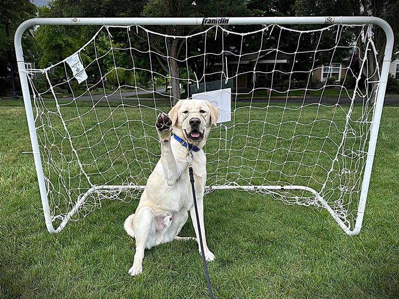 Dogs for Better Lives tweet media