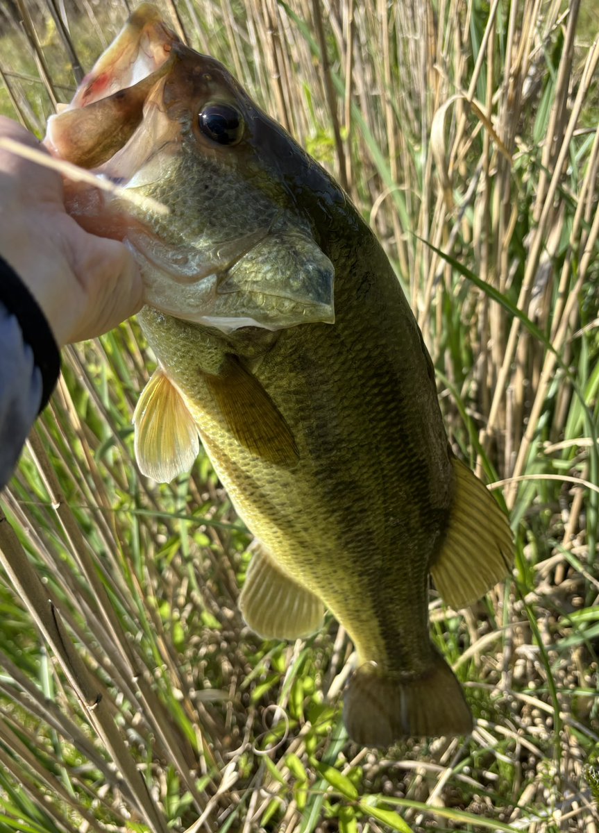 otttta333's tweet photo. ノーシンカーで釣れテール。

@hatatakuma
@ZAPPUofficial
#FISHMAGNET
#マガテールで釣れテール https://t.co/Br4Huybhxc
