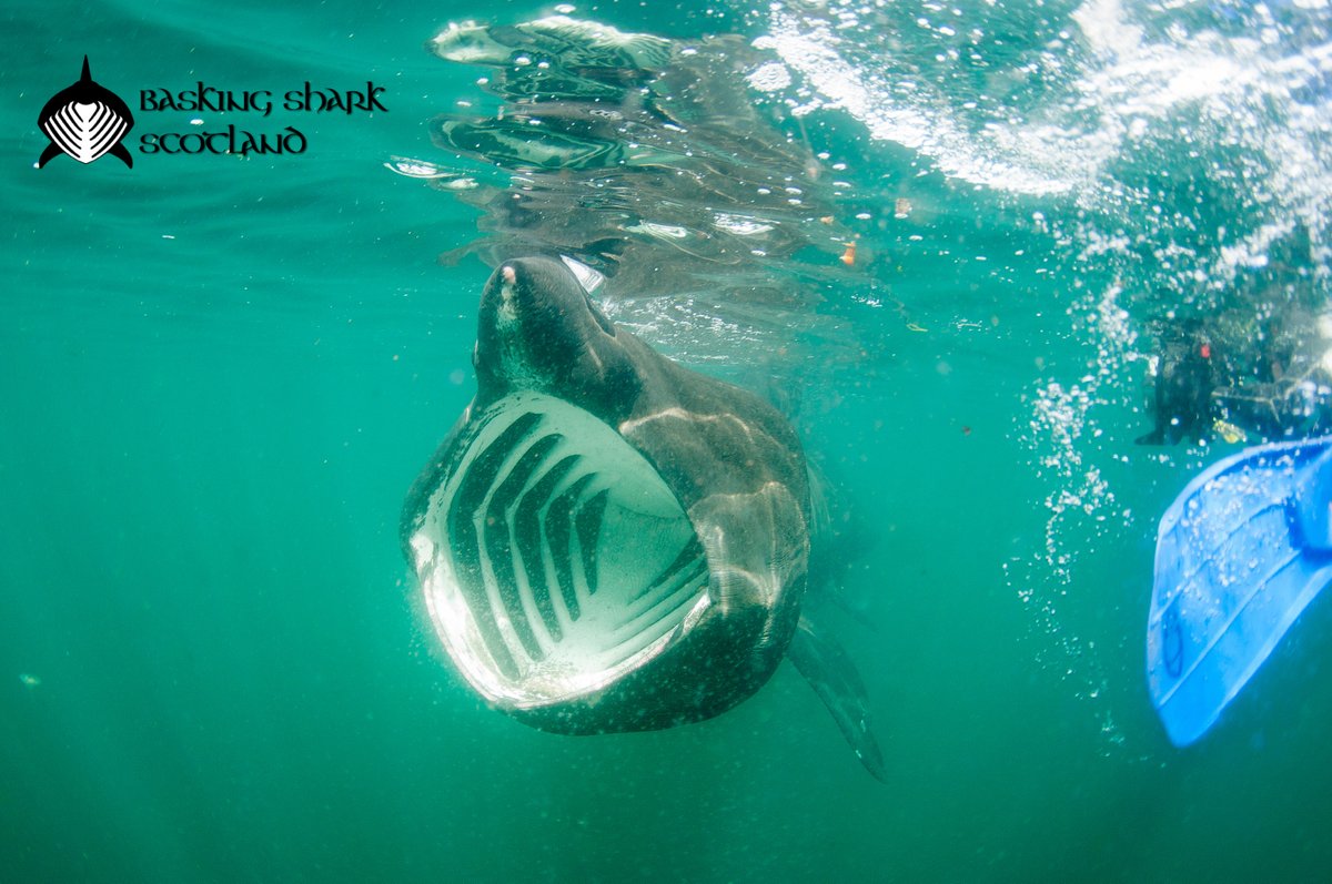 The Basking Sharks are here! - mailchi.mp/baskingsharksc…
Last spaces for our St Kilda &amp; Outer Hebrides Expedition and your chance to track a tagged shark!