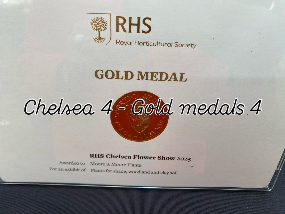 Our 4th consecutive gold medal and this one means the most. Can’t fully explain how delighted I am. My heartfelt thanks to all those that have helped to make this possible. #chelseaflowershow2025 #speciaistnursery #plantfairsroadshow #shadeplants #goldmedal @plantfairsroadshow