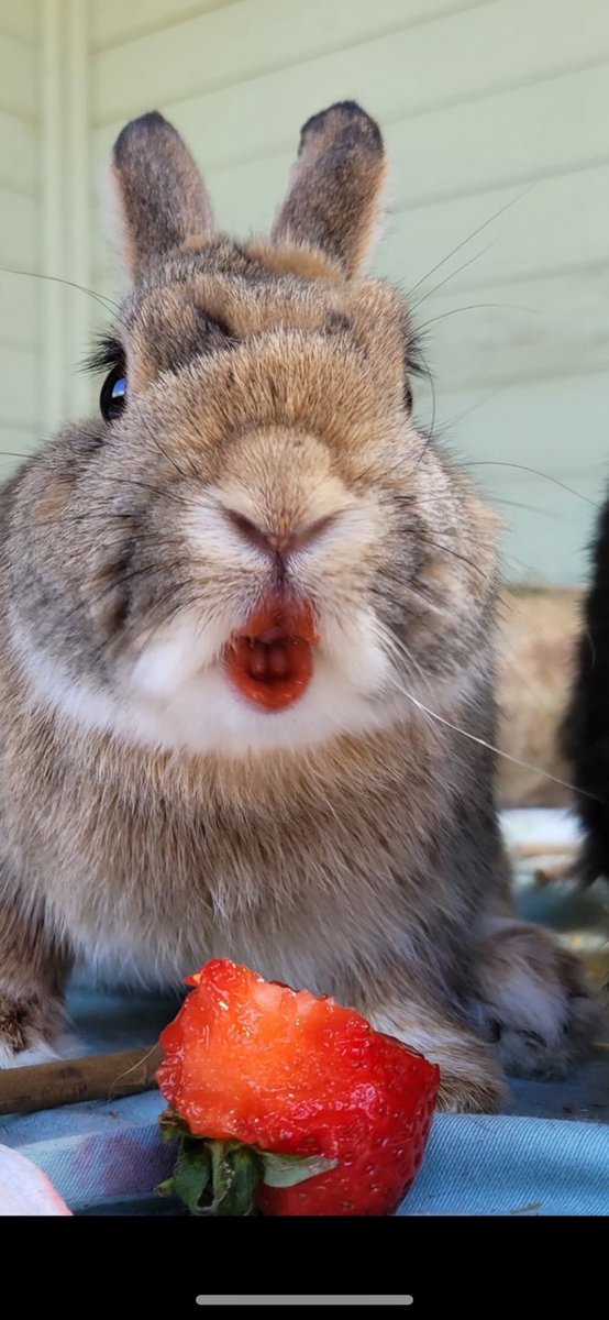 At Carrot Cottage rabbit rescue, we provide sanctuary for sick and disabled bunnies, alongside a rehoming centre for unwanted and abandoned bunnies. 🐰 
We are looking to grow our community, so we can gain a larger reach, not just for fundraising but to spread awareness and