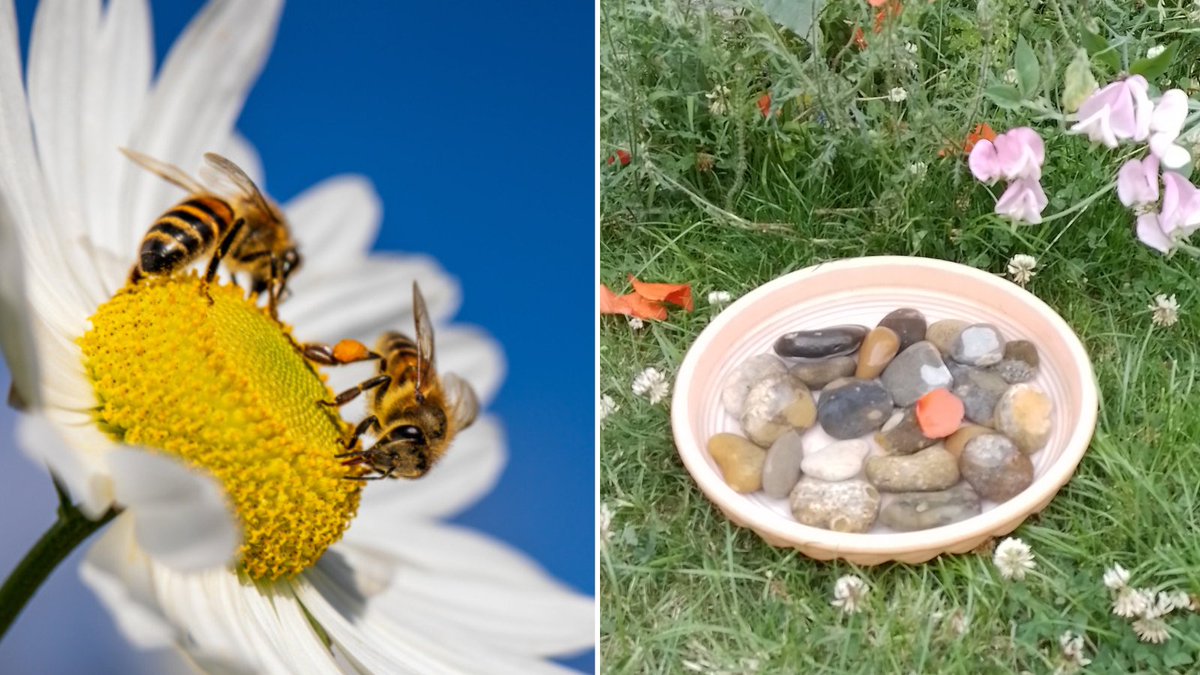 Did you know that bees travel miles to collect pollen every single day? 🐝

It's thirsty work, but by setting up small drinking stations in your garden or outdoor space, you can make all the difference.

Help pollinators thrive this #WorldBeeDay: bit.ly/42Xuv0g