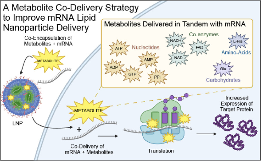 Pharmacoengineering & Mol Pharmaceutics (DPMP UNC) (@dpmp_unc) on Twitter photo New publication out in <a href="/ACS_AMI/">ACS Applied Materials & Interfaces</a> “ A Metabolite Co-Delivery Strategy to Improve mRNA Lipid Nanoparticle Delivery” from <a href="/TheFentonLab/">Owen S. Fenton</a>; Palas Tiwade, PhD, PhD candidates Rachel VanKeulen-Miller, Eshan Narasipura & Nicole Gill. vivo”
🔗doi.org/10.7150/thno.1…
<a href="/UNCPharmacy/">UNC Pharmacy</a> New publication out in <a href="/ACS_AMI/">ACS Applied Materials & Interfaces</a> “ A Metabolite Co-Delivery Strategy to Improve mRNA Lipid Nanoparticle Delivery” from <a href="/TheFentonLab/">Owen S. Fenton</a>; Palas Tiwade, PhD, PhD candidates Rachel VanKeulen-Miller, Eshan Narasipura & Nicole Gill. vivo”
🔗doi.org/10.7150/thno.1…
<a href="/UNCPharmacy/">UNC Pharmacy</a>