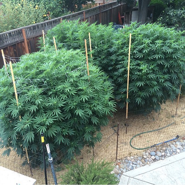 symgenetics's tweet photo. #TBT what a fun year. Probably the last time I will have plants like this in this yard, it was fun while it lasted :) #CookieTech #AlienCookies (#CookiesxAliendawg) #Organic #NoTill #NeverSprayed #NoBottledNutrientsUsed https://t.co/gqAFhjFsOX