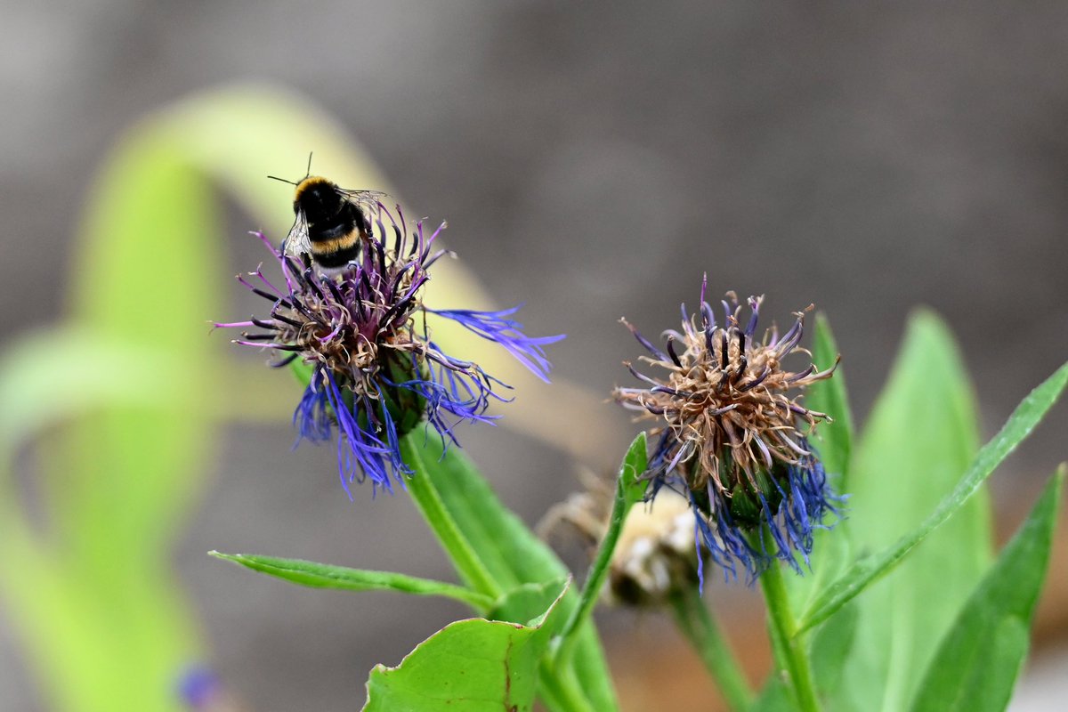 Approchez-vous ! Venez découvrir les super-héroïnes de de la planète terre 🌍 ! Elles sont capables d’accomplir de grandes choses pour nous et notre planète. 🐝
#abeilles #WorldBeeDay #JourneeMondialeDesAbeilles