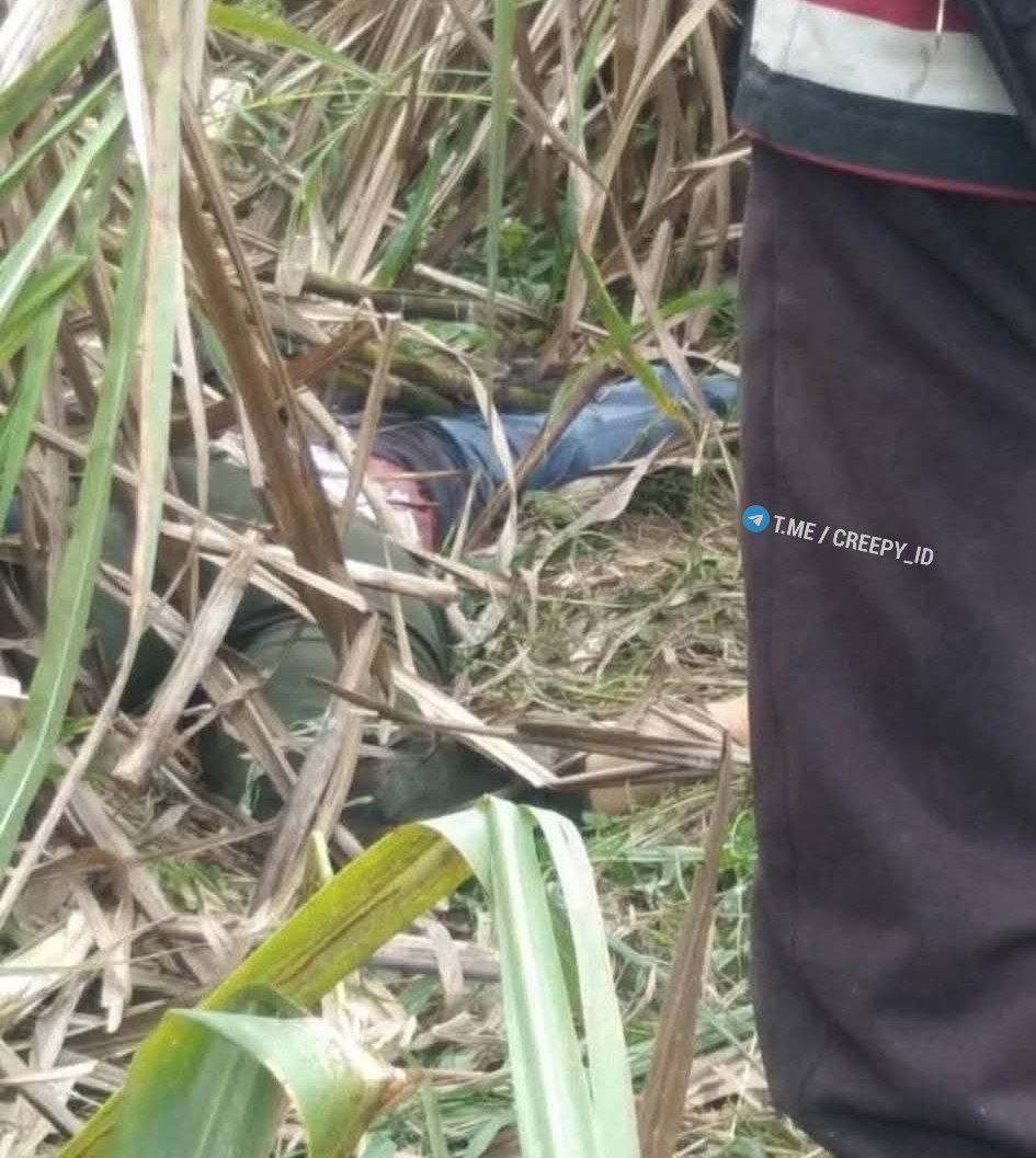creepyroom's tweet photo. ⚠️ PERINGATAN: KONTEN SENSITIF 
 
Mayat Wanita Hamil Ditemukan di Kebun Tebu Desa Seribandung

OGAN ILIR - Warga Desa Seribandung, Kecamatan Tanjung Batu, Kabupaten Ogan Ilir, dihebohkan dengan penemuan mayat seorang wanita.

Mirisnya lagi, mayat seorang wanita yang ditemukan tergeletak di bawah tumpukan daun tebu tersebut, diduga tengah hamil. 

Berdasarkan informasi dari media sosial Facebook, Minggu, 18 Mei 2025, penemuan mayat wanita ini berawal dari ditemukannya sepeda motor di Payau Redang Desa Seribandung. 

Penemuan sepeda motor Yamaha Mio BG 3403 ZD, sekitar pukul 13.00 WIB, Minggu, 18 Mei 2025. Informasi penemuan sepeda motor ini menyebar luas di media sosial. 

Setelah penemuan sepeda motor, tak lama kemudian warga pun menemukan jasad seorang wanita di bawah tumpukan daun tebu yang sudah kering. 

Identitas mayat wanita yang ditemukan di Kebun Tebu Desa Seribandung, Kecamatan Tanjung Batu, Kabupaten Ogan Ilir, Sumatera Selatan terungkap.

Kepala Desa Betung I, Kecamatan Lubuk Keliat, Kabupaten Ogan Ilir, Dedi Kirana mengkonfirmasi mayat tersebut ialah warganya.

"Namanya Mita Rosita, usia sekitar 25 tahun, warga kita, Desa Betung 1," ungkap Dedi Kirana, Minggu 18 Mei 2025.

Kades Betung 1 ini juga mengungkapkan, bahwa ada barang-barang berharga milik korban yang ditemukan tidak jauh dari penemuan mayat korban.

Saat ini pihak kepolisian baik Inafis Polres Ogan Ilir maupun pihak Polsek Tanjung Batu sedang melakukan olah TKP atau Tempat Kejadian Perkara (TKP) penemuan jasad wanita hamil tersebut.

Belum diketahui penyebab kematian wanita tersebut. Jasad selanjutnya dibawa ke RSUD Ogan Ilir di Indralaya untuk pemeriksaan lebih lanjut.