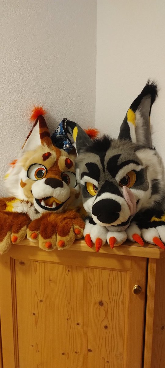 The sillies 💕❤️❤️ #furry