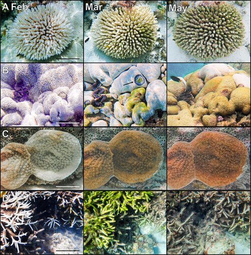 ICRSreefstudent's tweet photo. Fancy a #Reefbite of info?

Damage to Reefs: How Hot is too Hot?

Written by Laura A. Gibson

Blog link --> https://t.co/uBS2za1RAH https://t.co/O9uCJ9ox4W