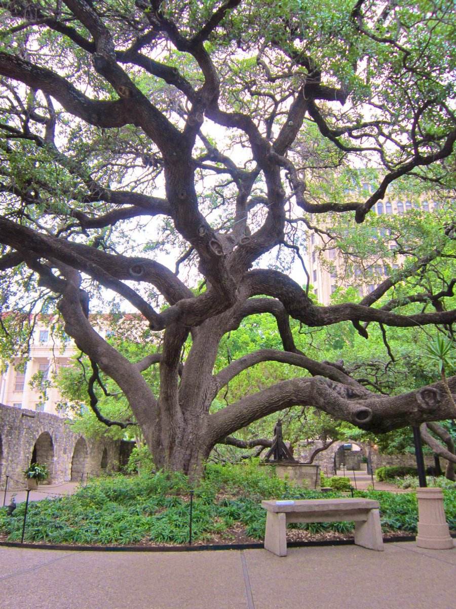 The English Oak Project tweet media