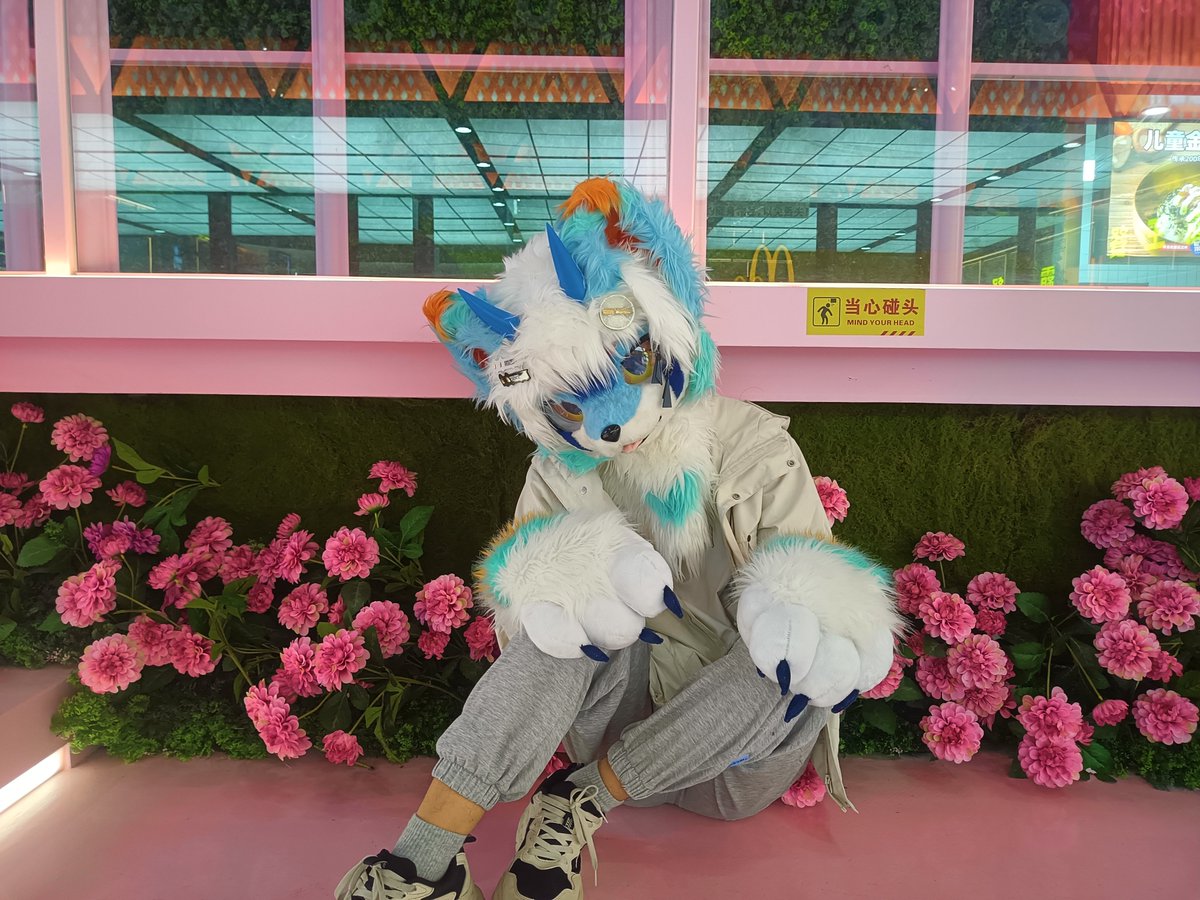 秋罗𝑄𝑢𝑟𝑢𝑜🔜缅兽聚 tweet media
