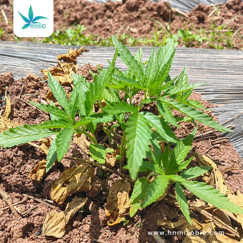 HnMiso's tweet photo. This year's #industrialhemp has been planted. No herbicides are used, and weeding is done manually.

👉 https://t.co/UrWISeFLkE

👉 https://t.co/rIFuWiApj3

#plantextract #CBD #cannabidiol #cannabis #organic #cbdisolate #broadspectrumcbddistillate https://t.co/YxhOq8uq6w