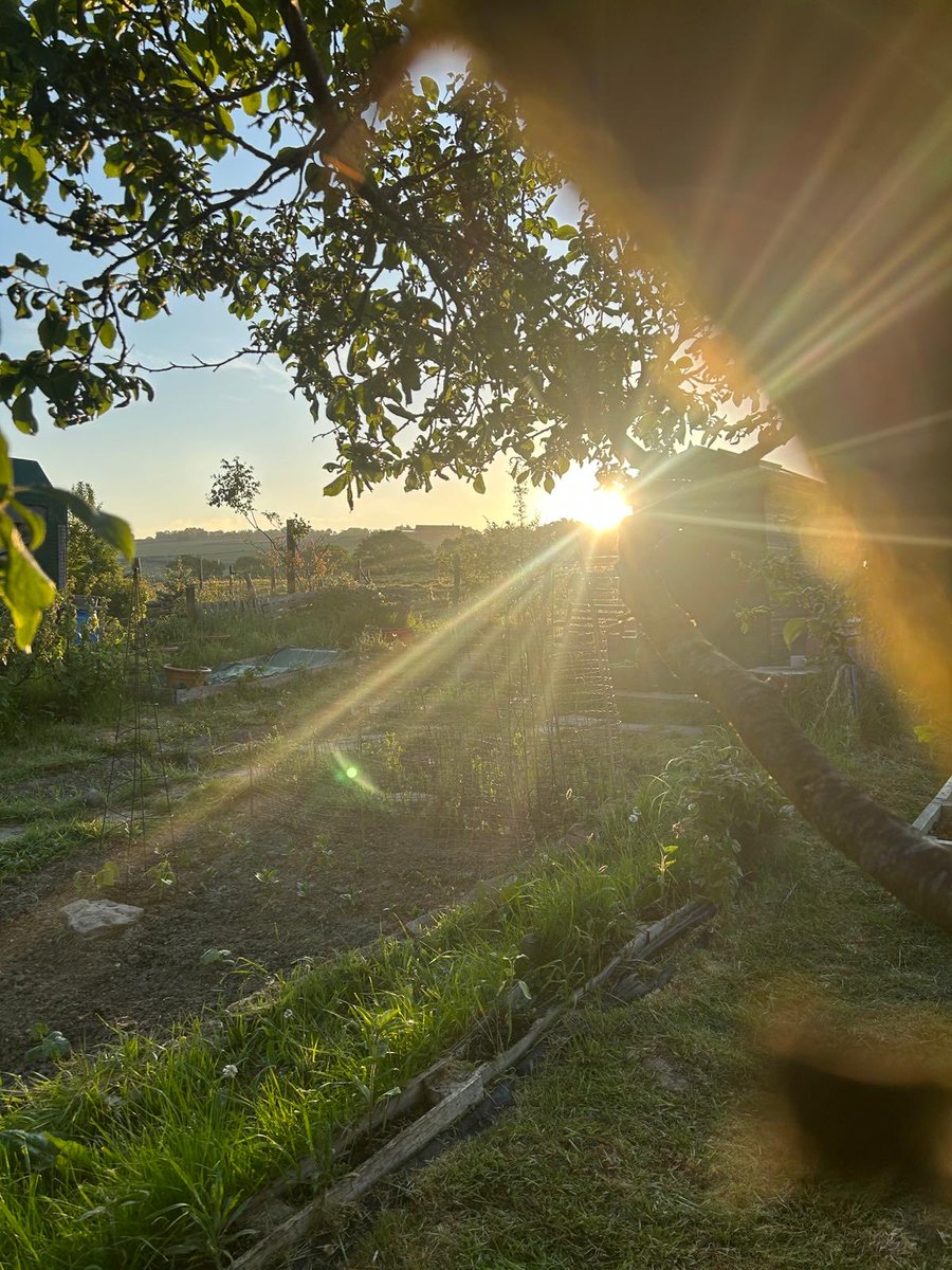 Ian H🪶 (@ianh94621212) on Twitter photo The allotment at sunrise today Gave Me Life when it transformed into a Sun Ray Cathedral. Our latest album ‘You Are Stronger Than You Think’ still has some copies available and is full of love and life for those Who Know🙏🌅<a href="/Bradford_Band/">Bradford (band official)</a> The allotment at sunrise today Gave Me Life when it transformed into a Sun Ray Cathedral. Our latest album ‘You Are Stronger Than You Think’ still has some copies available and is full of love and life for those Who Know🙏🌅<a href="/Bradford_Band/">Bradford (band official)</a>