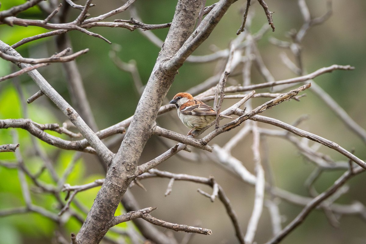 mugenGTB66879's tweet photo. 舞动的山麻雀！
#RussetSparrow https://t.co/UwOJT3wITB
